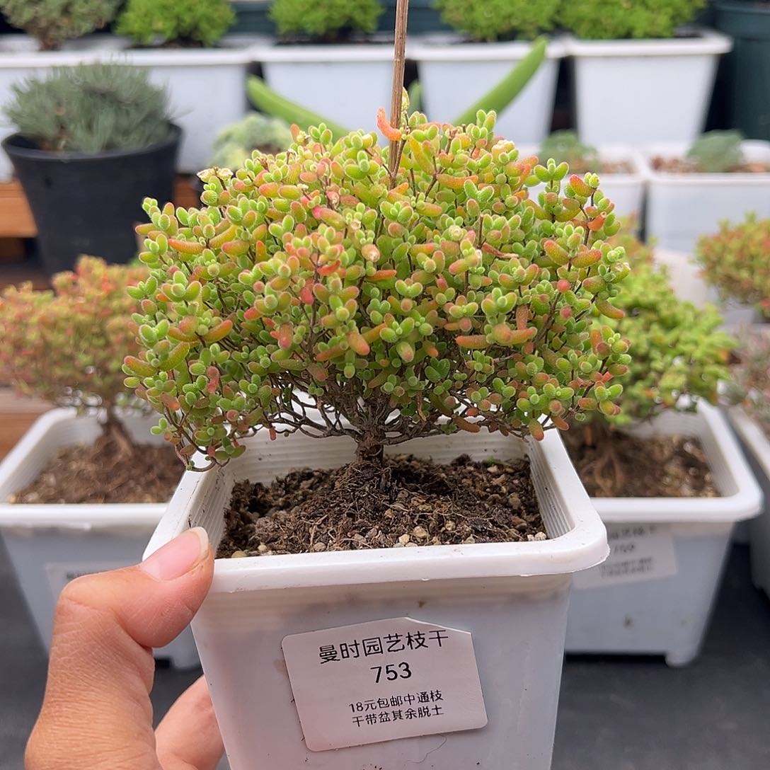 753号超大密橘糖球12.23多肉