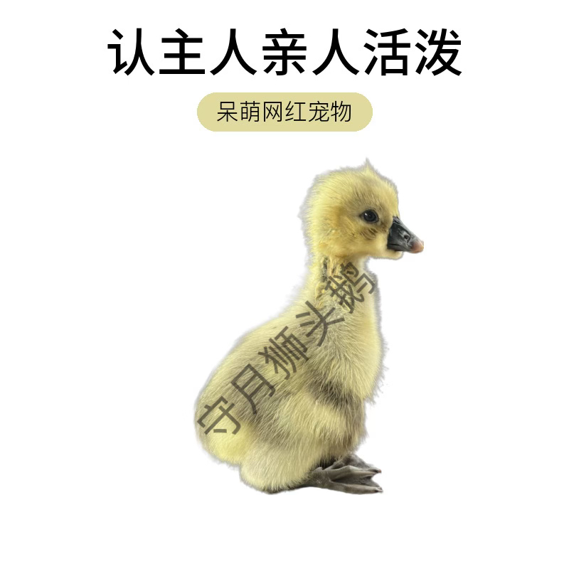 守月/可爱呆萌活体0.5斤-1斤