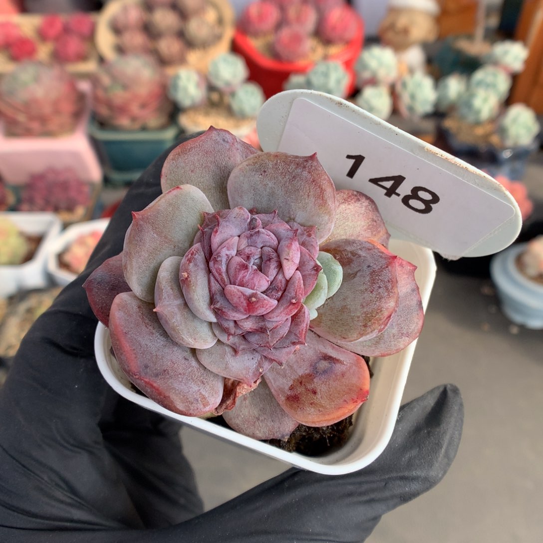 148 糖心石化多肉