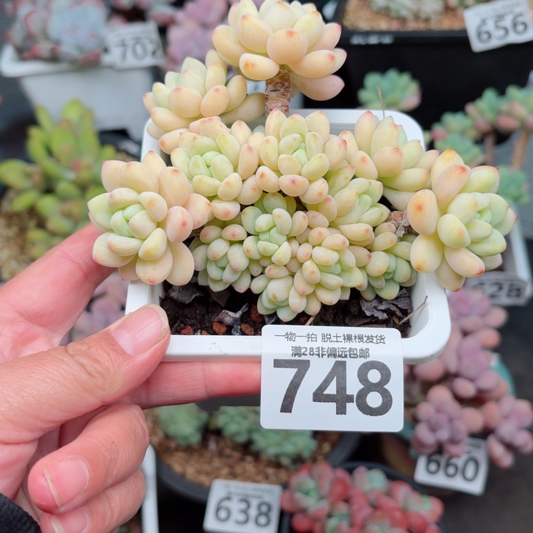 樱花罗绮无盆土发货