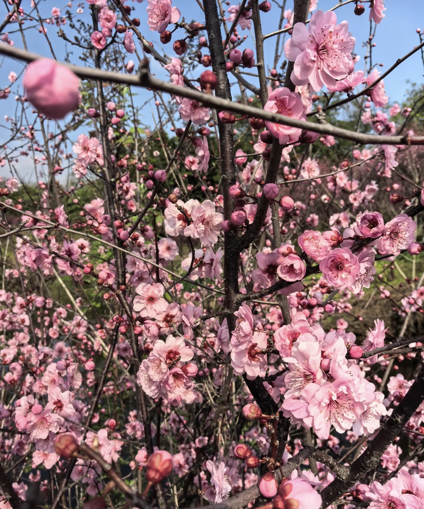 梅花盆景老桩一物一拍