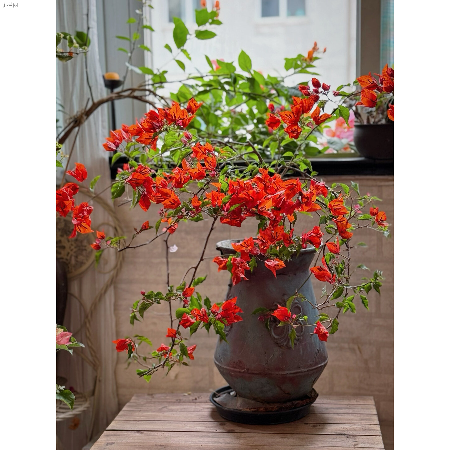 【热火桑巴】三角梅盆栽花卉四季勤花爬藤带土大棵带根带叶懒人