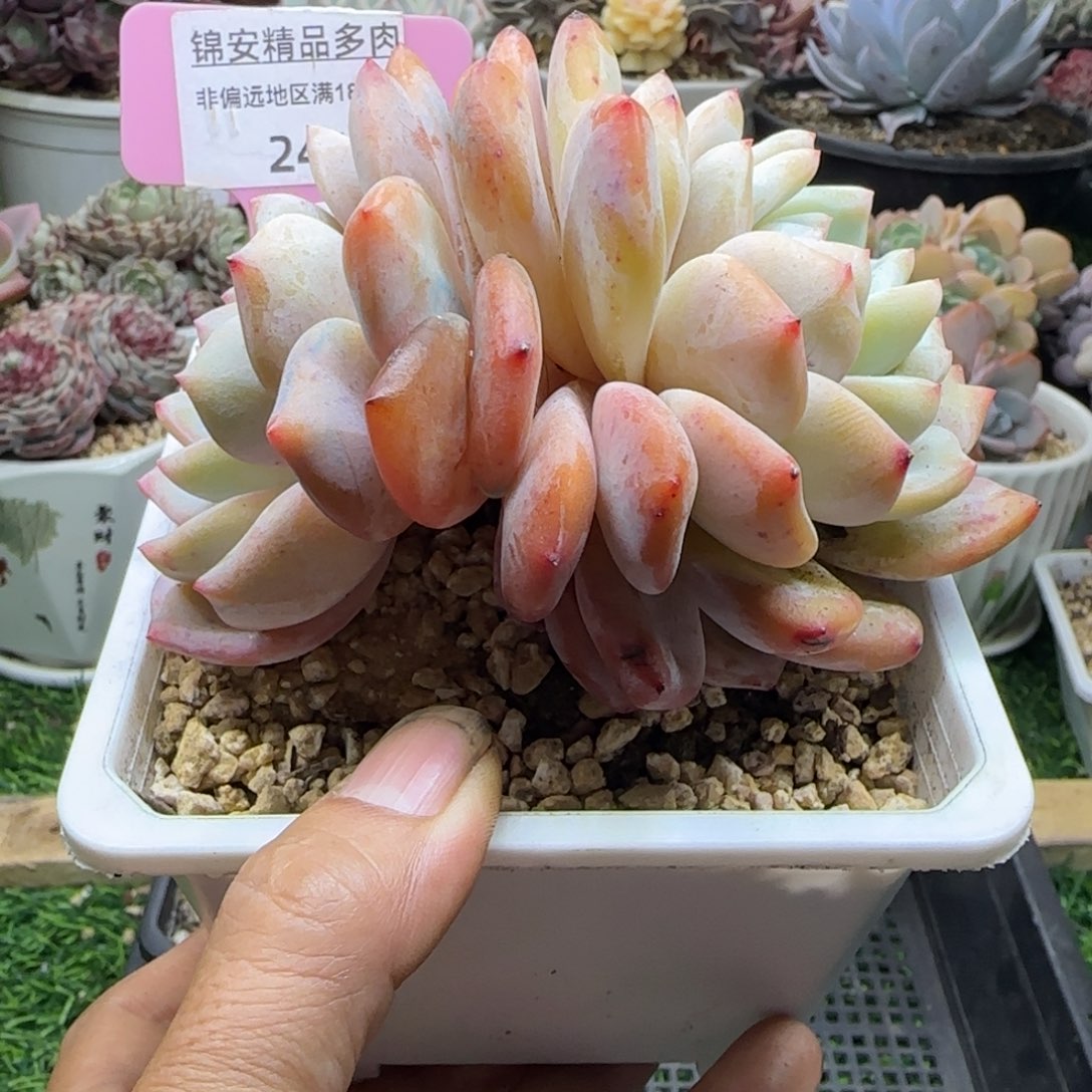 锦安精品多肉植物241