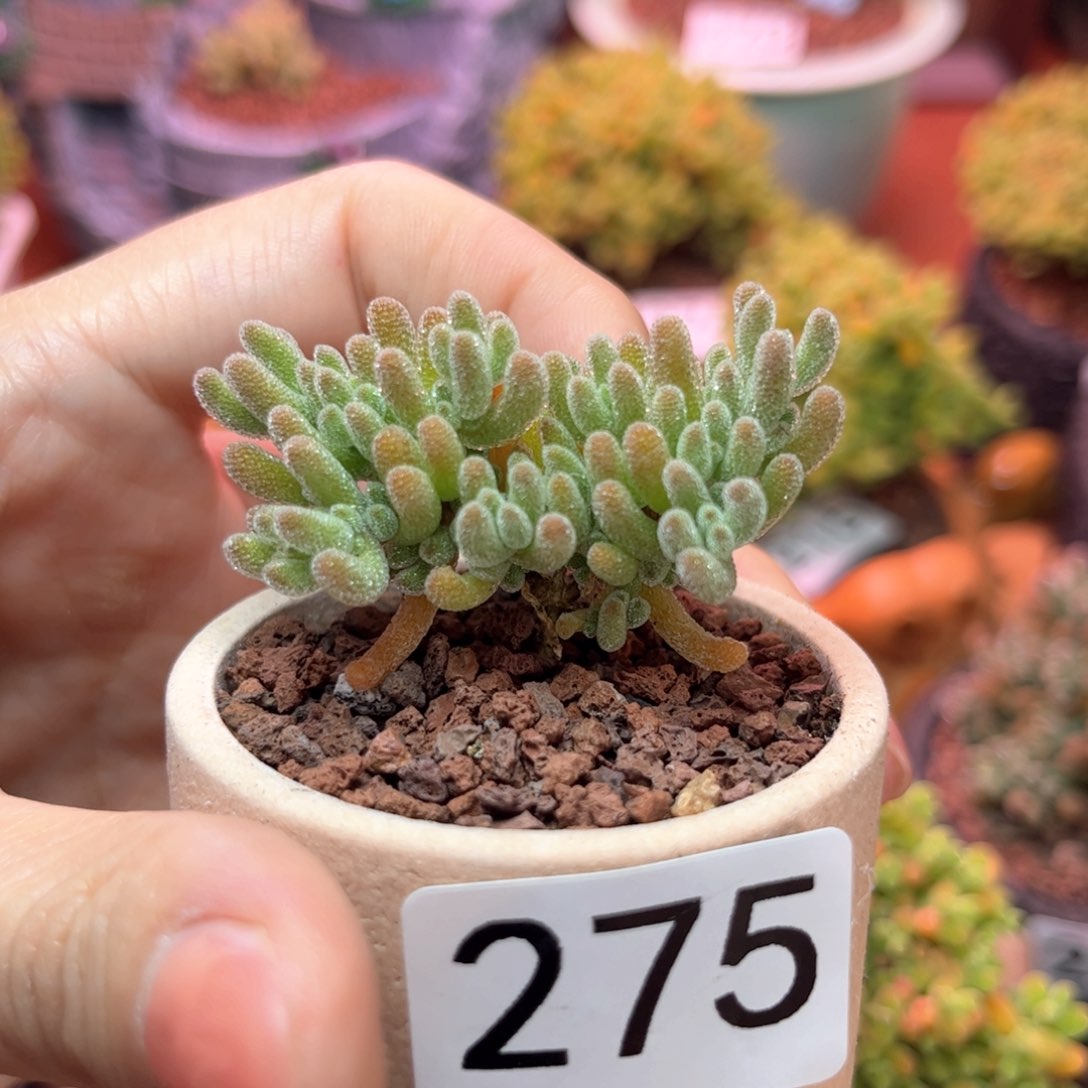 275冰晶可爱多肉植物