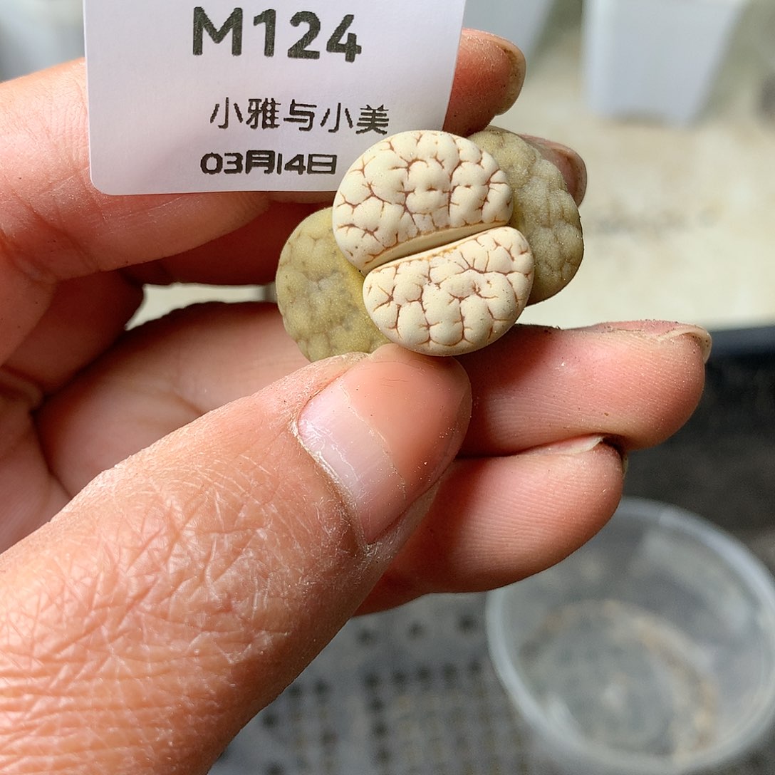 M124多肉植物保护研究所