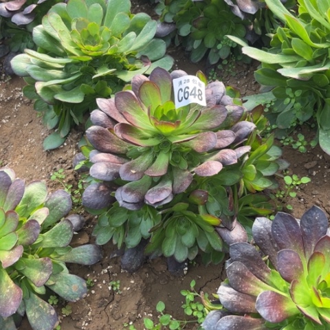 648赤焰莲不包断枝