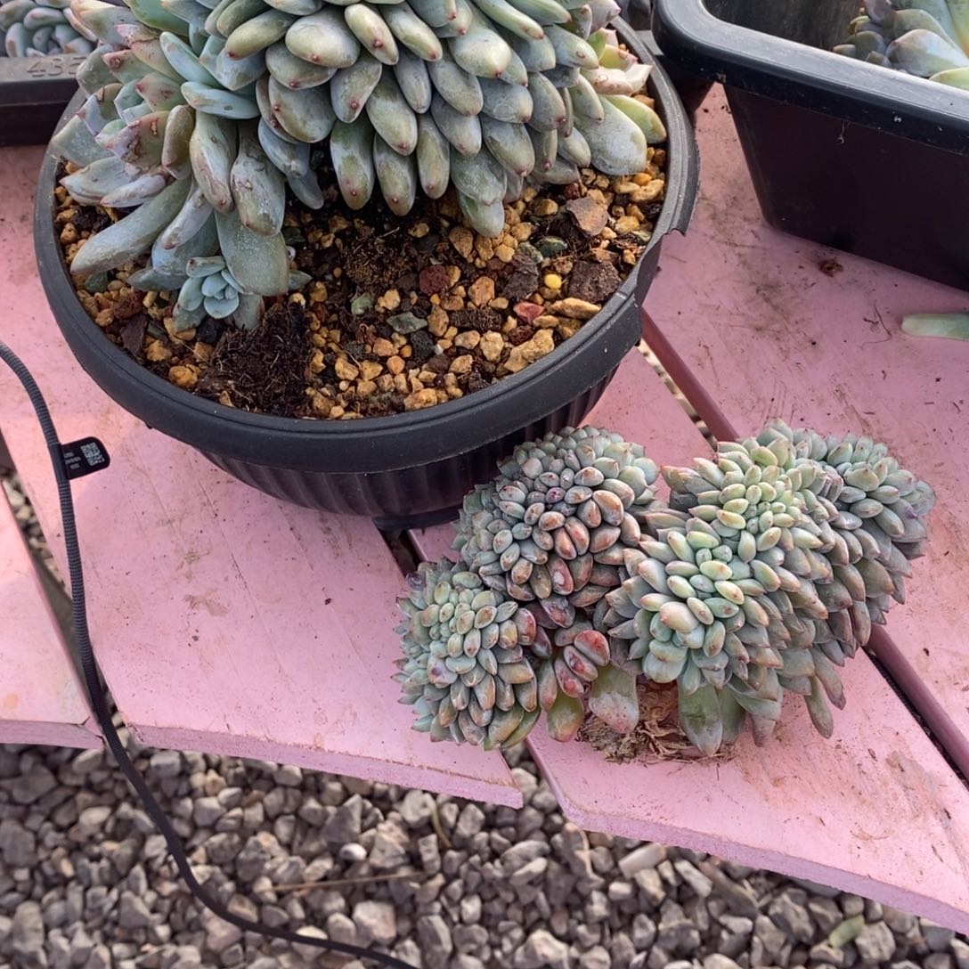 毛***子小虎多肉一物一拍星影