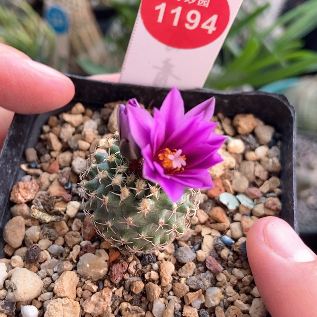 实生浓赤花海胆娇丽2.5cm