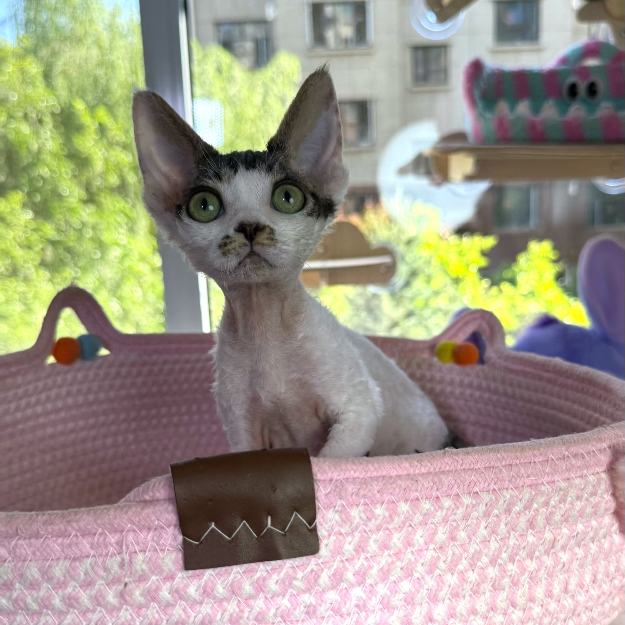 德文卷毛猫梵虎斑妹妹