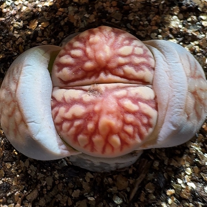 生石花2233:：/。  8