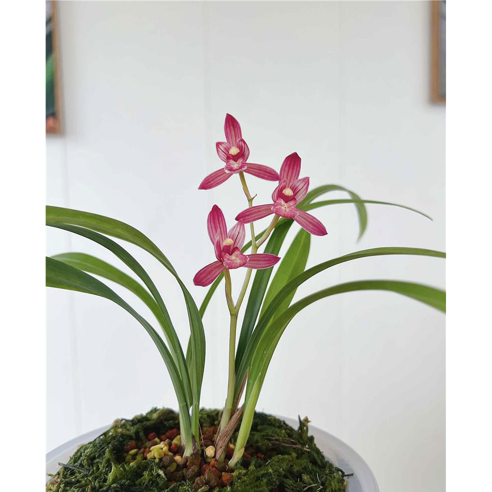 【金顶红】建兰名品 国兰2苗 花开浓香对版高档养兰人工种植