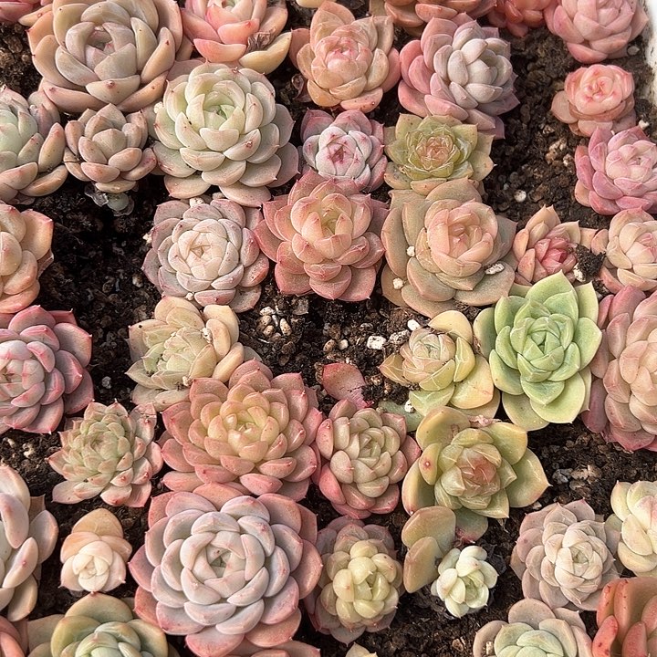 1230-22多肉一物一拍