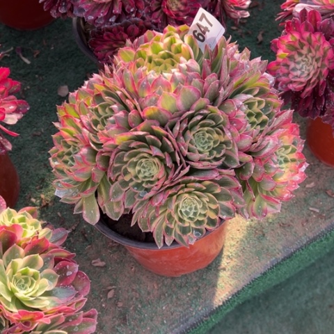 素647海王手捧多肉，