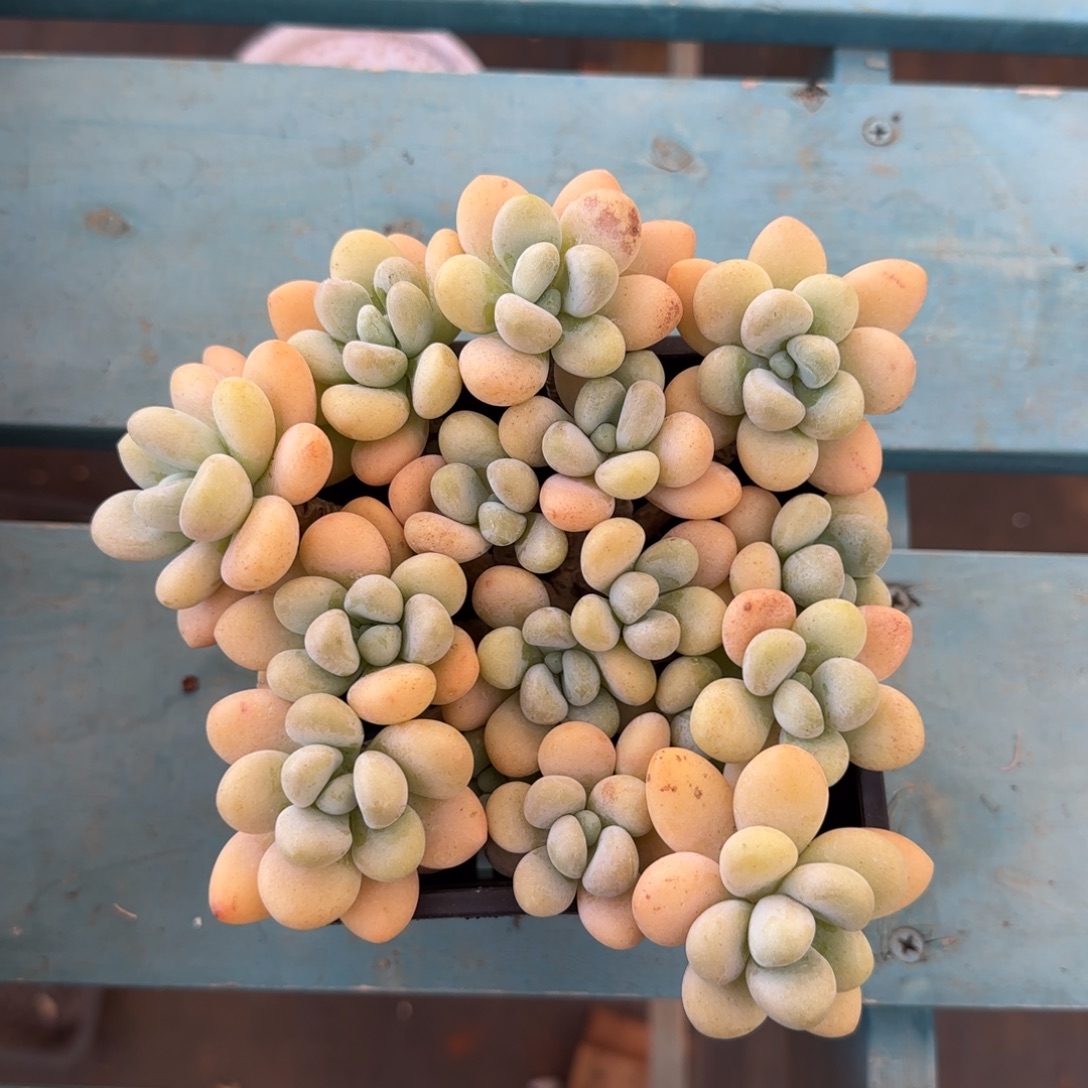 香水洛神14头，发货点延迟