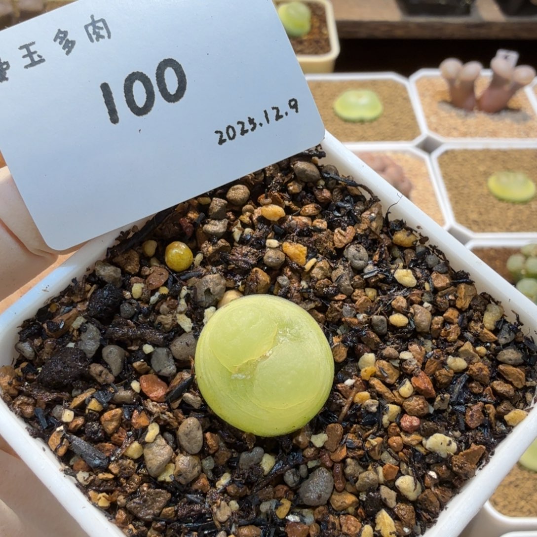 毛***豆多肉多肉多肉12.9-100