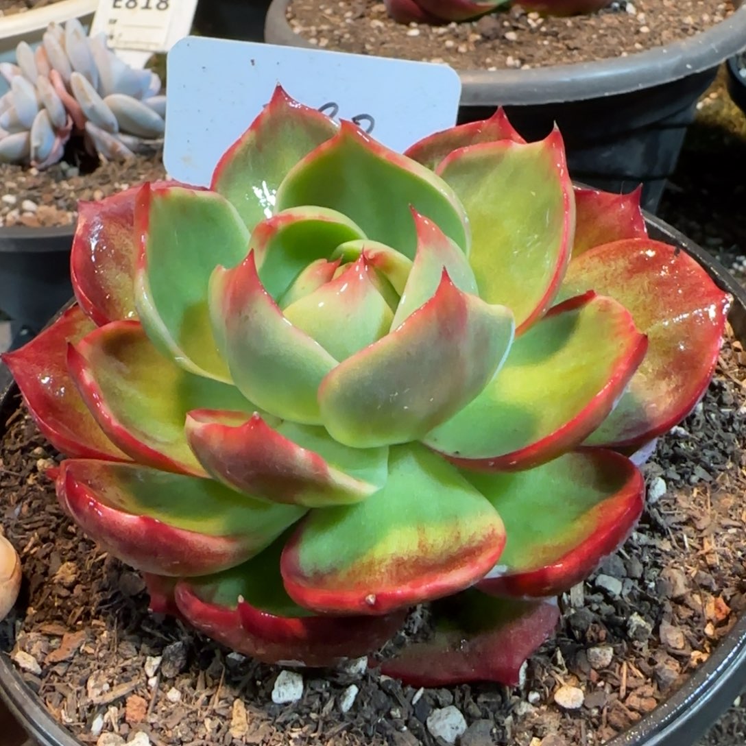 惊鸿一物一拍包装收缩花旱冰鞋280