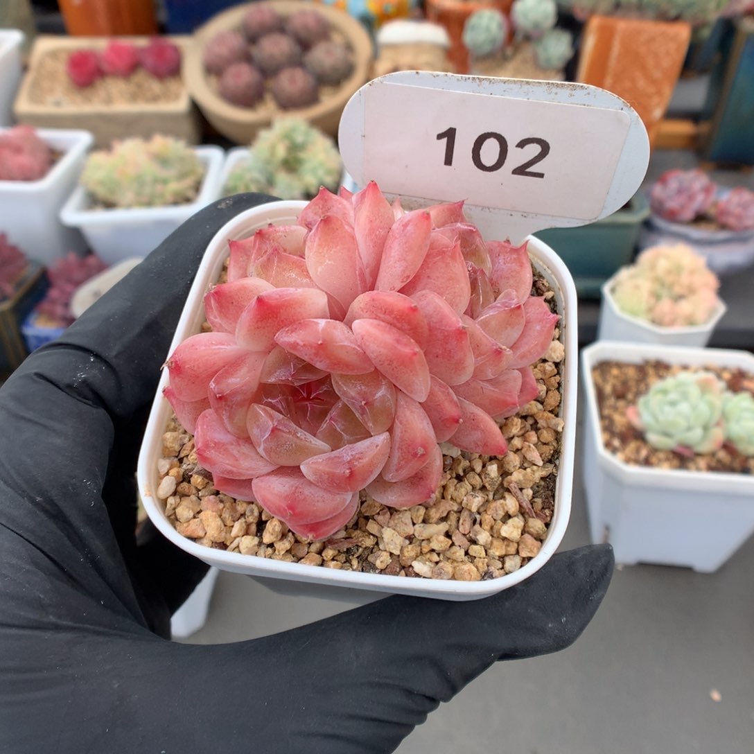 102 三头糖心冰魄