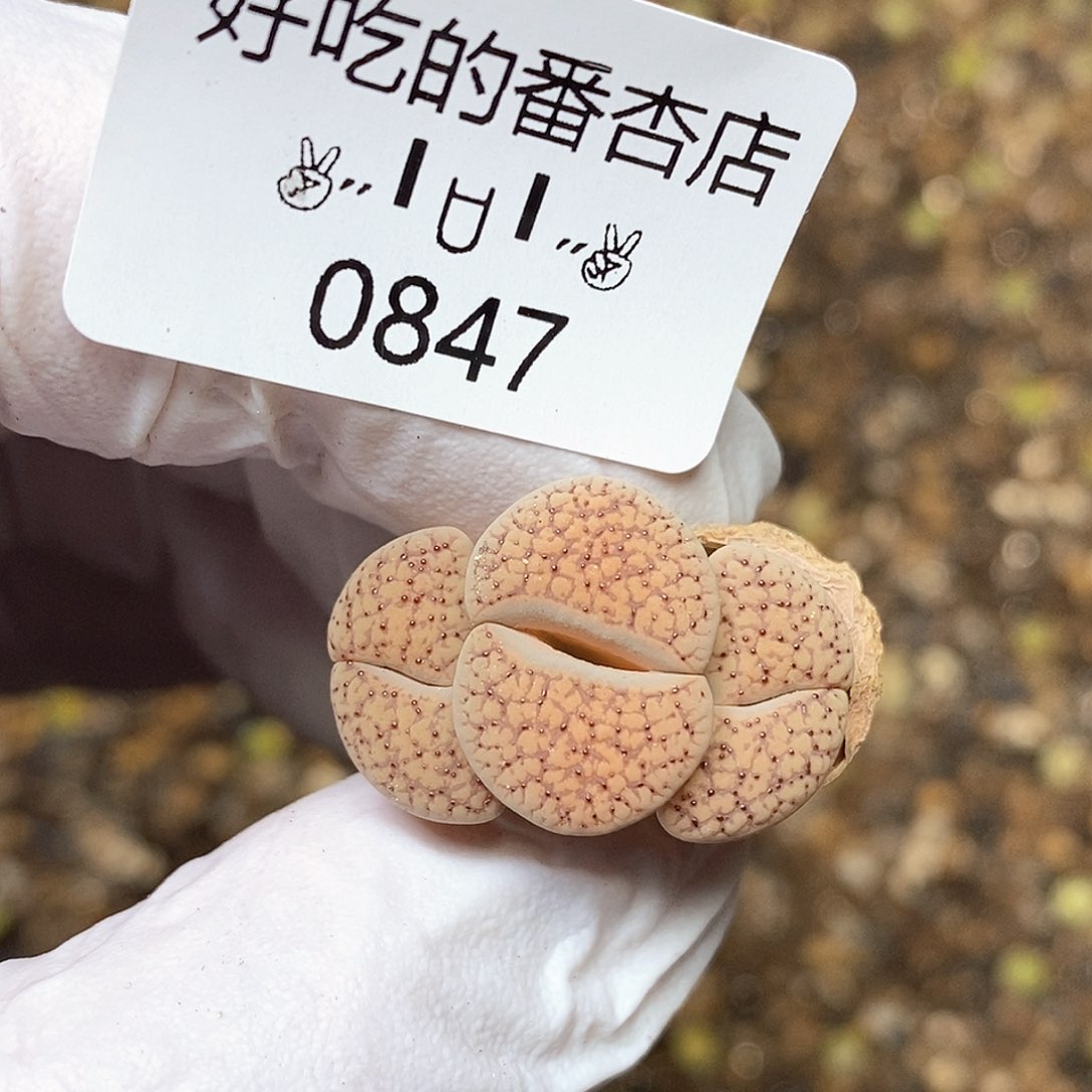 0847。零下拍保温。