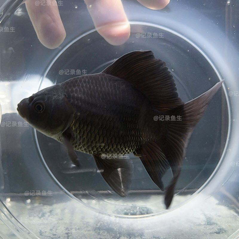 纯种墨碟8-9cm天花板级短身墨碟精品蝴蝶鲤冷水观赏鱼好养耐活