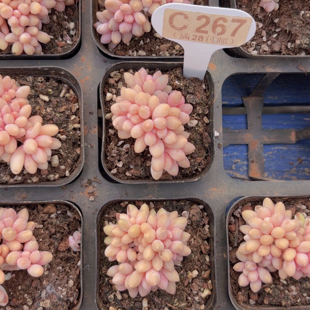C267星黛露一物一拍