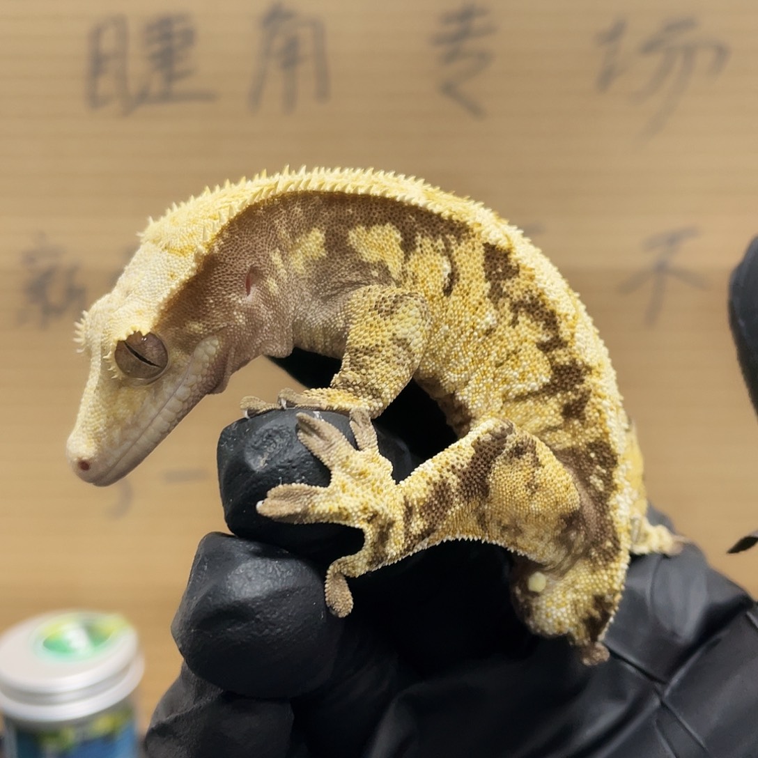 睫角守宫2025122（35）蛤蟆睫角