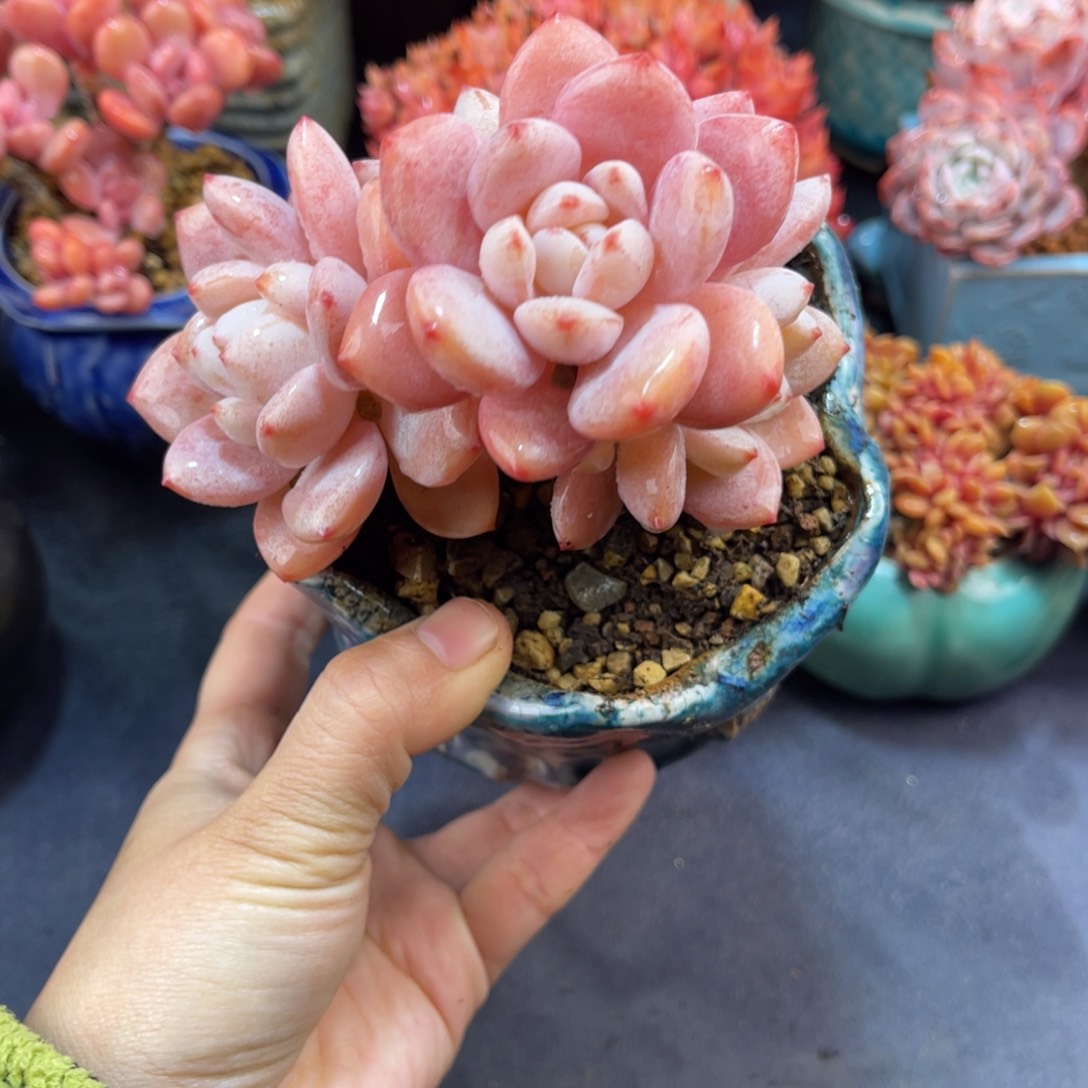 冷香 十二公分 多肉