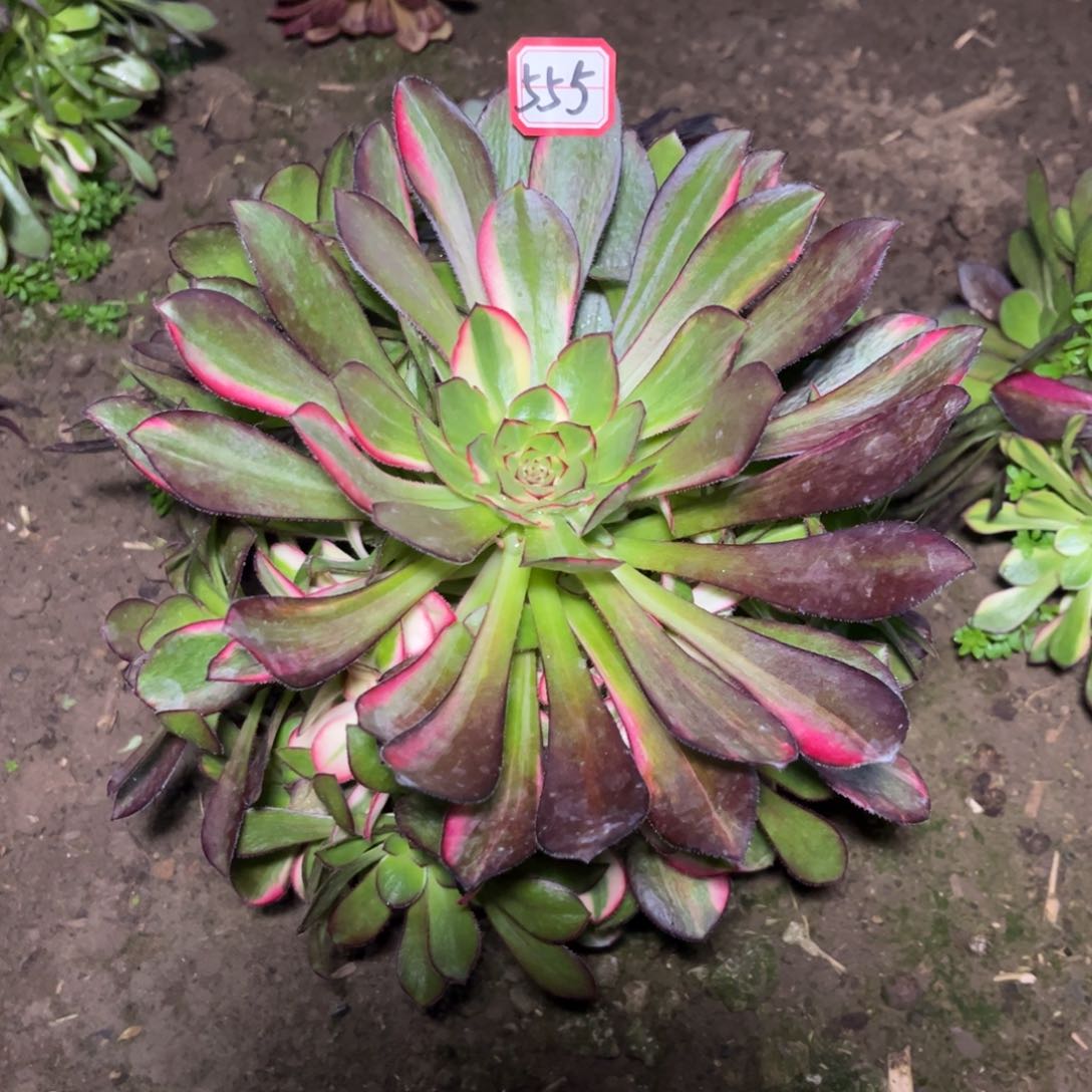 555多肉植物花蝴蝶