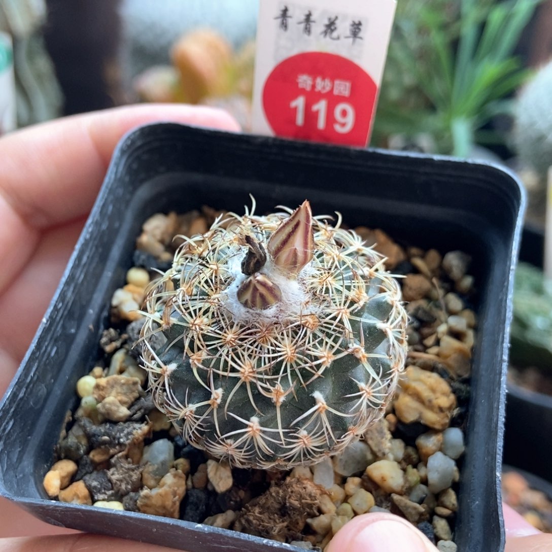 实生伊莎贝拉娇丽3.5cm