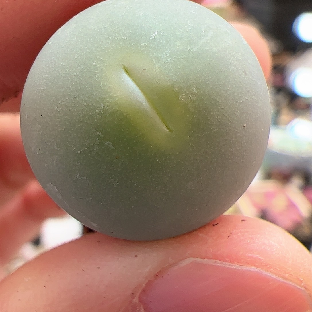 【闪购商品】60鸽子蛋