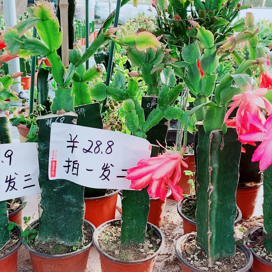 无花朵火龙果嫁接拍二发三，福利