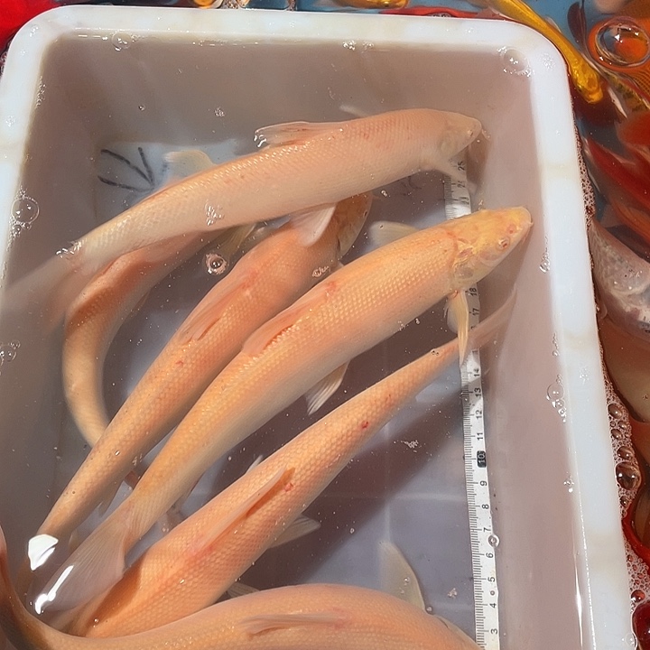 蝴蝶鲤鱼渔场直发33