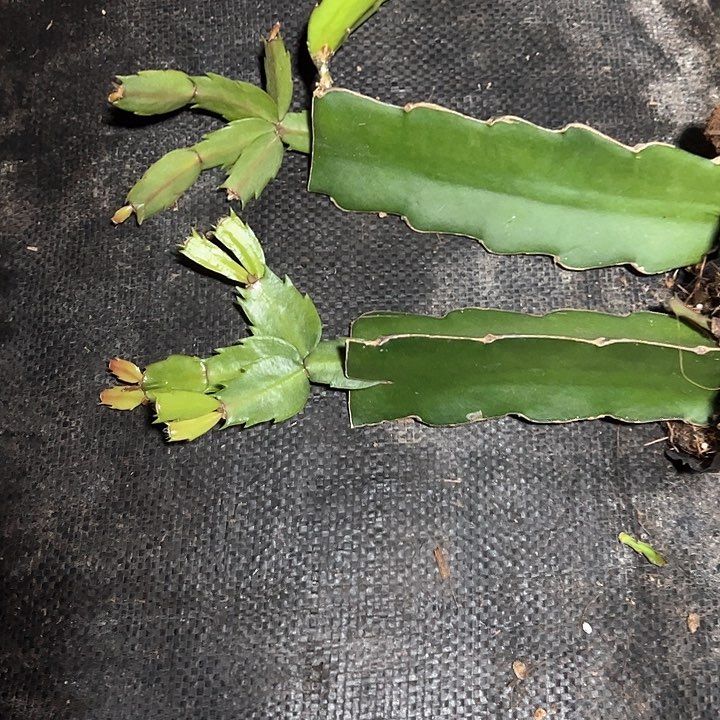 雅思嫁接多叶片小苗一颗30