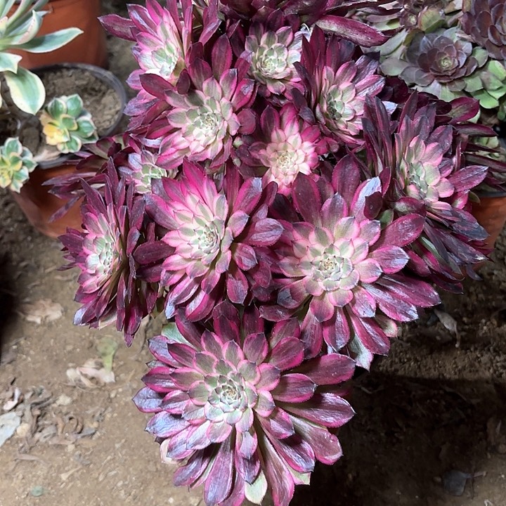 多肉植物法师雪姬30