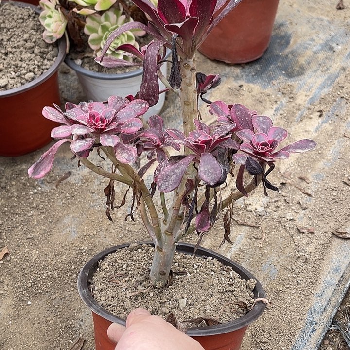 326丽娜多肉植物法师