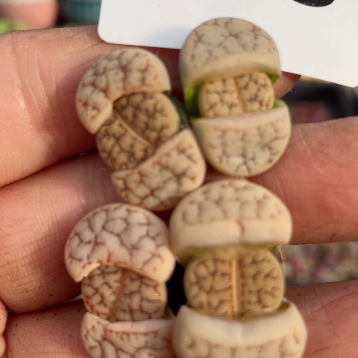 555红纹荒384满18元包邮