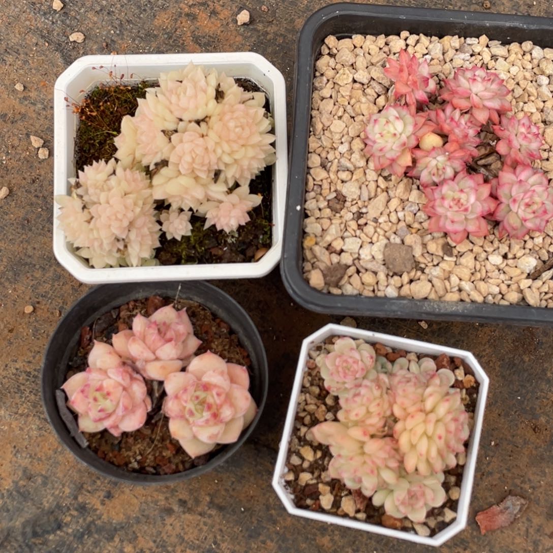 静***心多肉四颗宝贝专拍