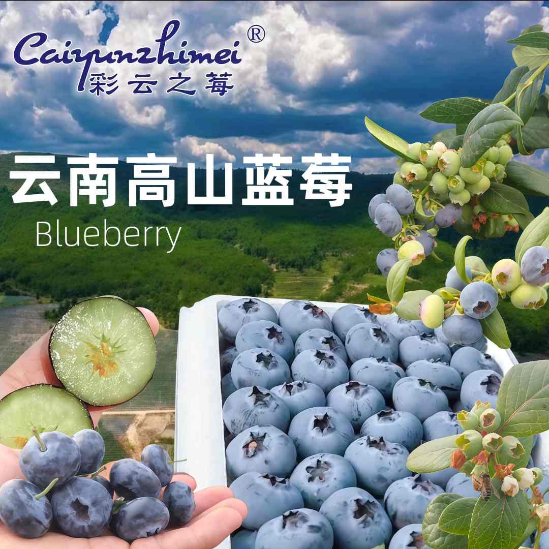 云南蓝莓鲜果新鲜高端水果当季大颗高山花香蓝莓孕妇整箱顺丰空运