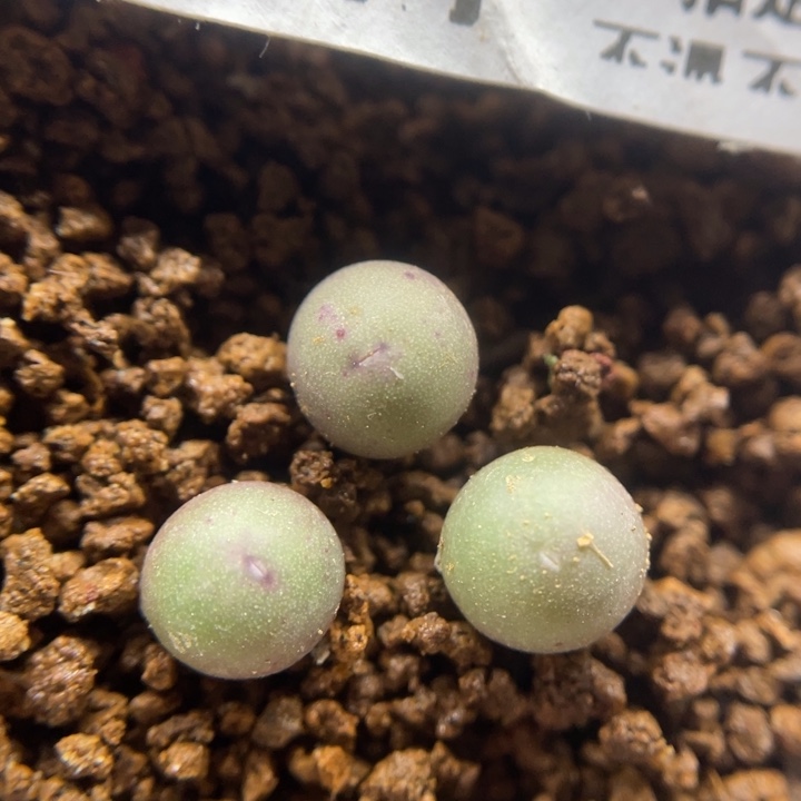 园艺V嘴0.6左右，585号……1111111