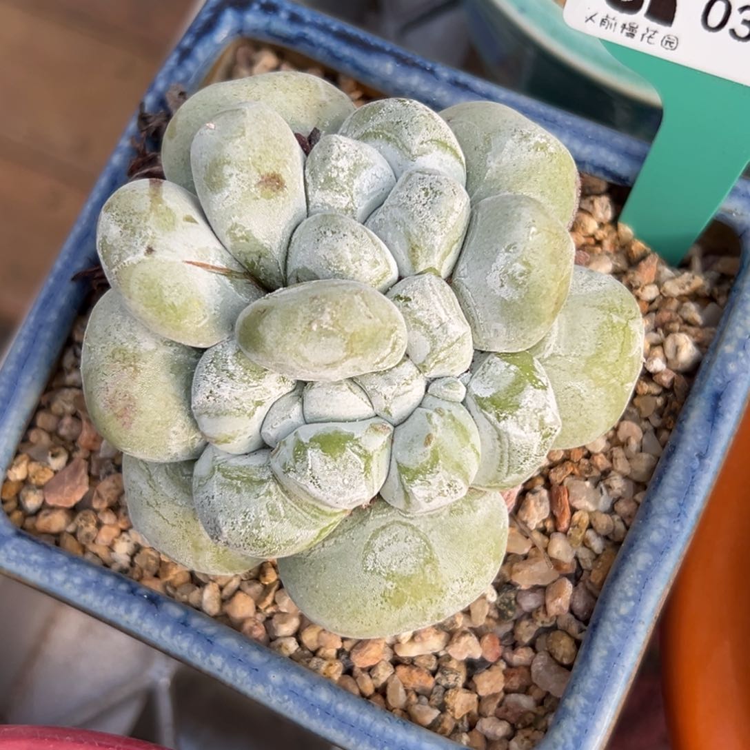 多肉一物一拍0310-39拇指