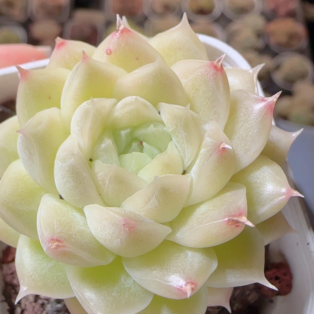 花语多肉1225-08麦秆