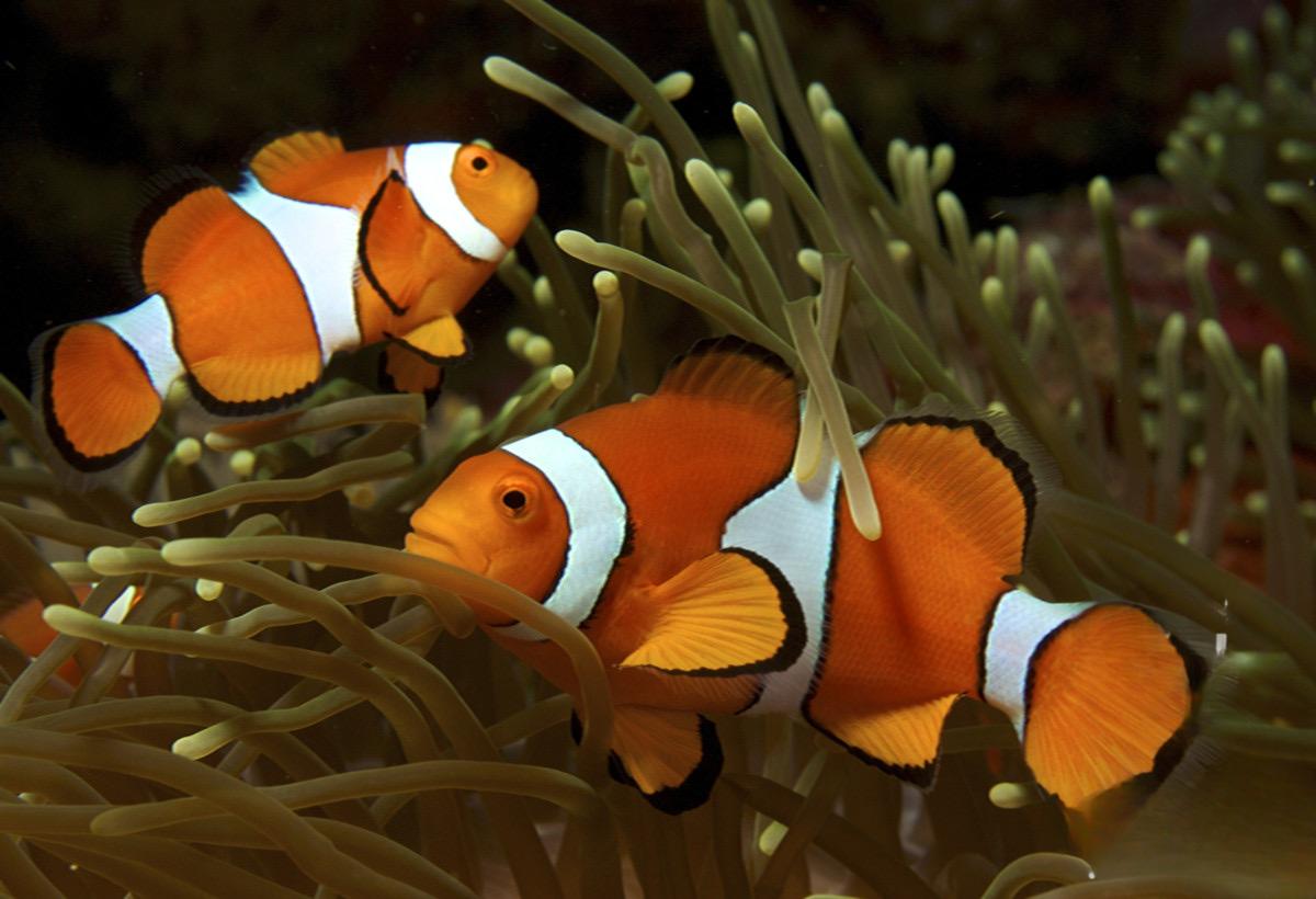 巴东公子小丑海水鱼观赏鱼渔场直发默认顺丰不包邮