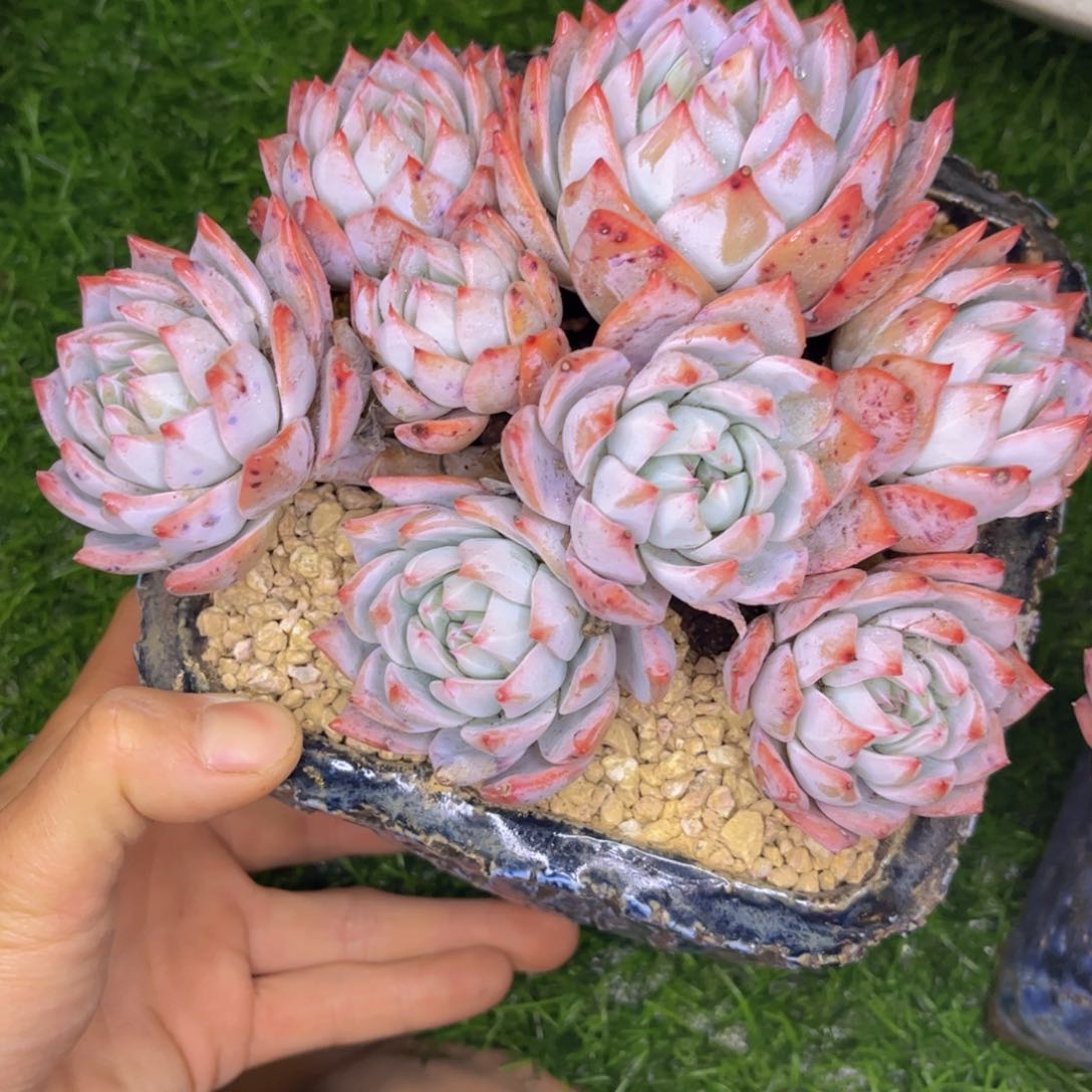 友家多肉一物一拍