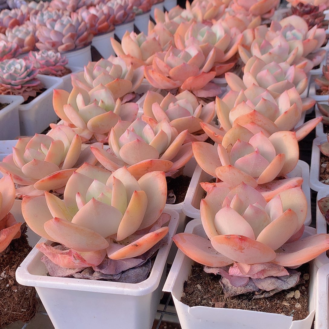 白凤00000000000000000