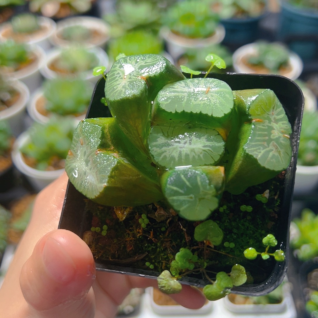 万象玉露多肉植物一颗