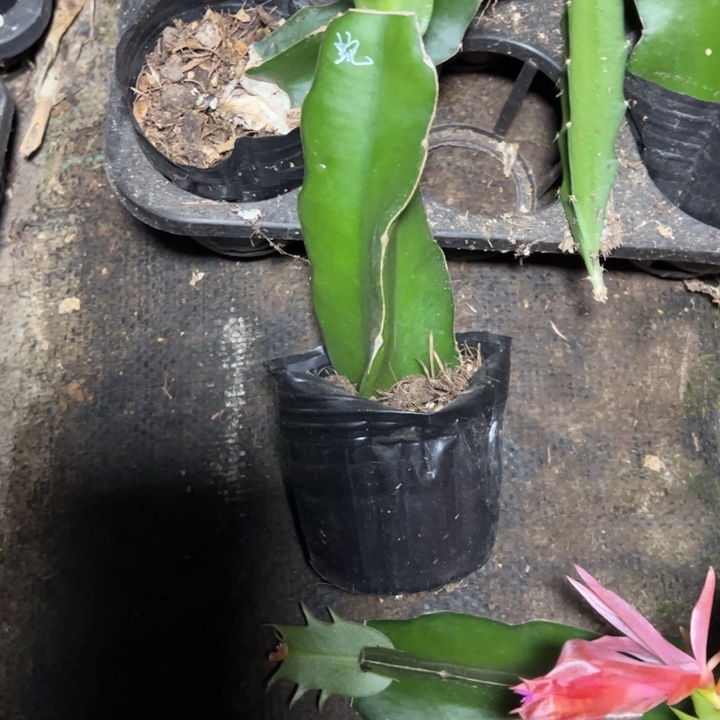 蛇蝎美人嫁接单片小破苗一颗