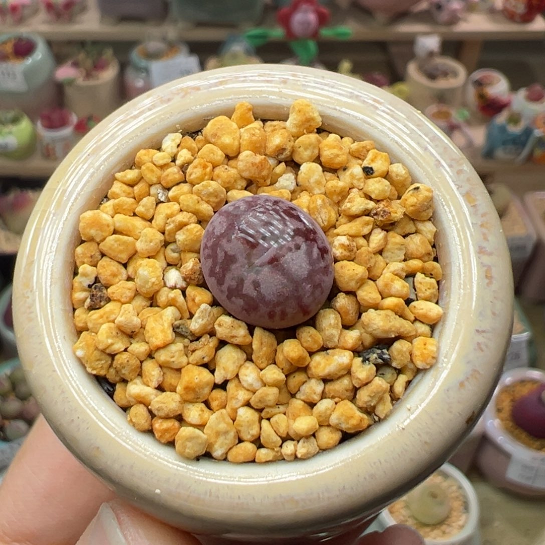 林*琦多肉植物254号毛变异