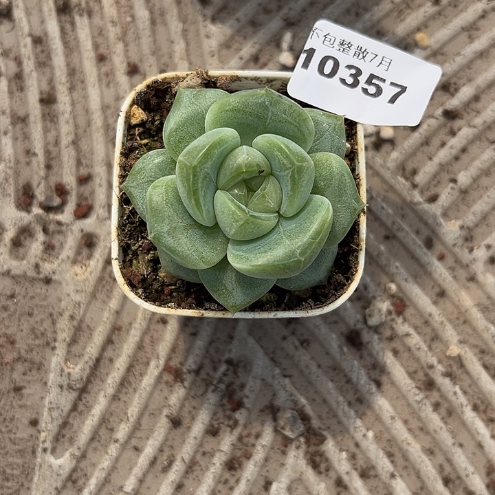 阿雅园艺。     10357