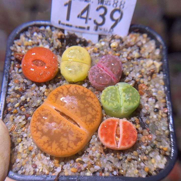 Sss精品生石花1439