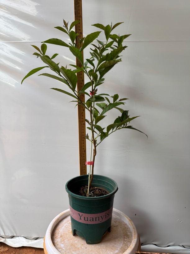 鸳鸯茉莉双色茉莉盆栽浓香型四季花卉观花植物