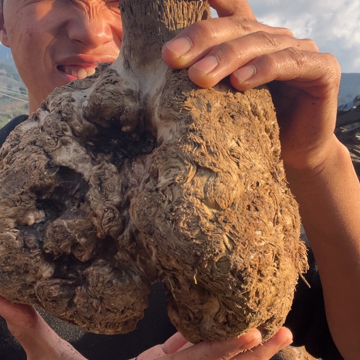 阴沉木楠木材料加工